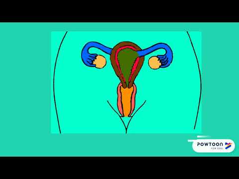 Innere weibliche Geschlechtsorgane - Erklärvideo