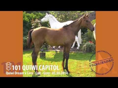 Cat. 101  Quiwi Capitol (Quiwi Dream x Cero) / www.veulenveilingprinsjesdag.nl