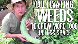 Cultivating Weeds to Grow More Food in Less Garden Space