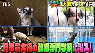 日本最大級の動物専門学校に潜入! ワクワクいっぱいの課外授業!『ネイチャーティーチャー』9/15(火)【TBS】