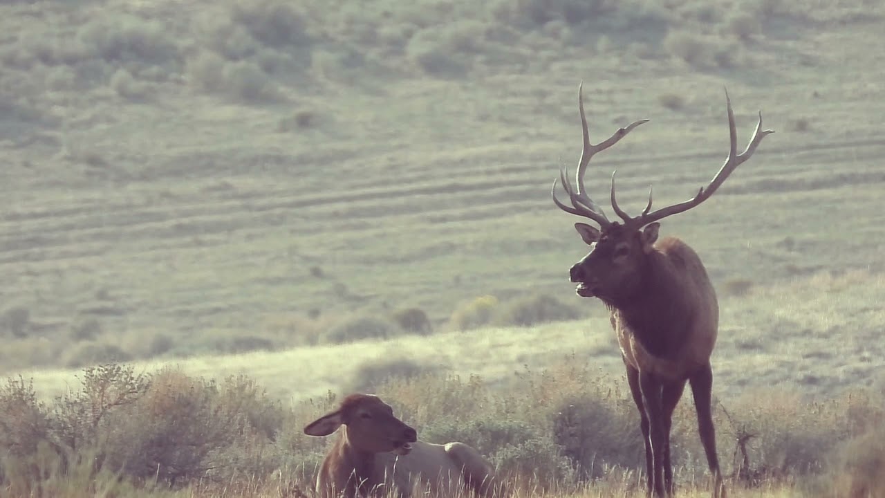 Colorado GMU Unit 2 Hunting Information