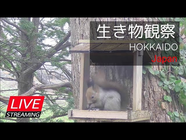 【LIVE】北海道の生き物観察（札幌郊外の餌場）