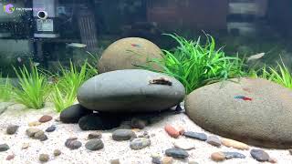 Hướng dẫn setup Bể thủy sinh Biotope vừa dễ vừa đẹp
