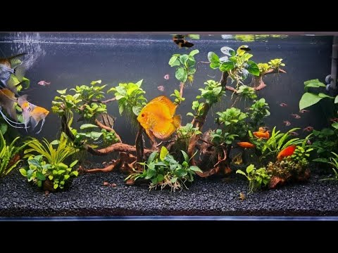 Update -Akwarium 385l 🐡🐠🐟 ( czas na relaks)