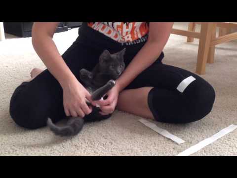 Swimmers Syndrome Kitten - How To Make Tape Leg Support