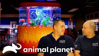 A Fish Tank With FLAMES Inside | Tanked | Animal Planet