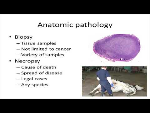 download lagu mp3 mp4 Veterinary Pathology Online, download lagu Veterinary Pathology Online gratis, unduh video klip Veterinary Pathology Online