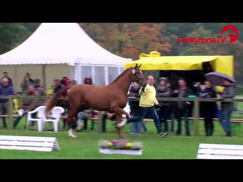 Prämienhengste | Impressionen | Hannoveraner Hengstkörung | 2015