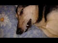 Top 10 Funniest Moments Of Bambi Dog