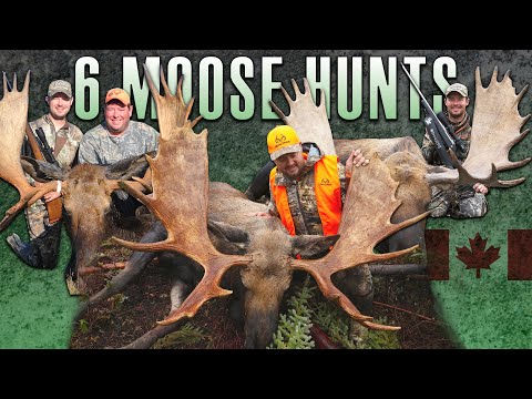 6 Amazing Moose Hunts From Across Canada (BEST OF HUNTING Compilation)