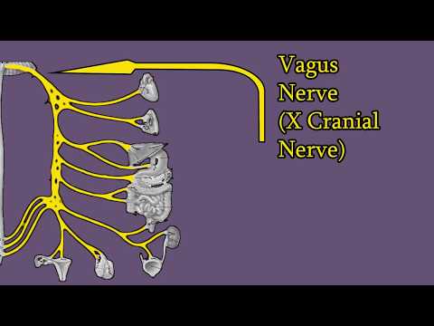 Vagus Nerve - Branches, Functions, Damage. Cranial Nerve X (CNX)