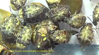 preview picture of video 'Под Микроскопом: Жуки-Зерновки Megabruchidius Bruchidae в Украине 25.02.2015'