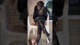 Download lagu ternyata ada balanya#hiburan #comedy #funny mp3