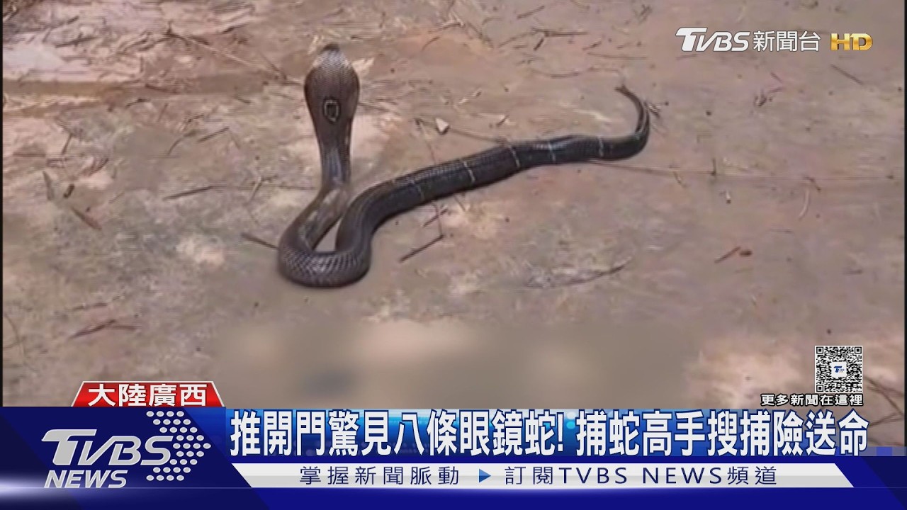 影音/廣西養蛇場遭洪水沖毀近千條毒蛇逃竄 各地捕蛇達人出動