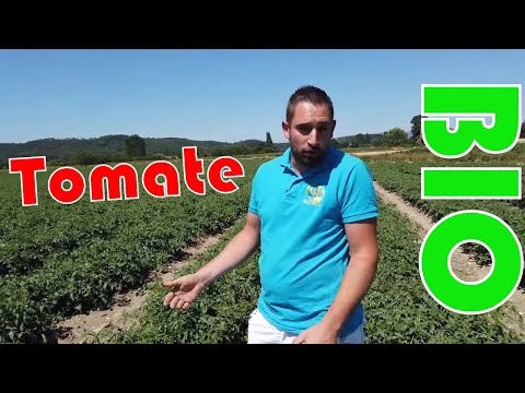 , title : 'Culture de la Tomate bio chez Gael Blard agriculteur bio.'