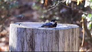 [AS BUMP] Matthew Dear - Don and Sherri