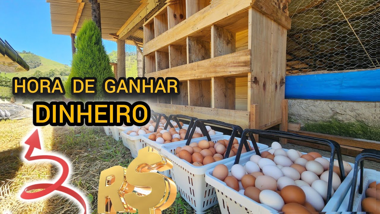 OVO TA VALENDO OURO 💰🤑🤑 Preço do ovo ficou muito bom $$$