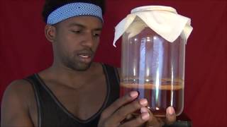 How to make a SCOBY from scratch! (Wal-Mart Alien Conspiracy Kombucha?!?!)