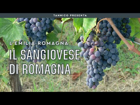 Il Sangiovese di Romagna | Tannico Flying School