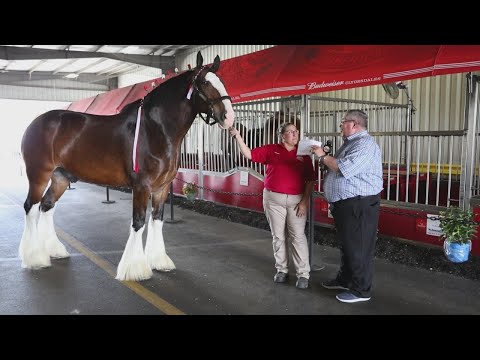 Visiting the World Famous Budweiser Clydesdales