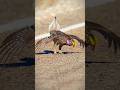Ave Zaouli Zauli Bird Dancing Bird To Woo The Female Zaoulibird Birds Art Dance Ytshorts