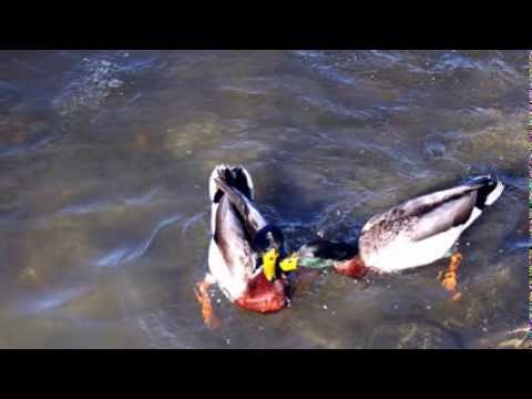 Numbe Esata Esa Thiyala - නුඹේ ඇසට ඇස තියලා