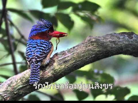 คลิกเพื่อดูคลิปวิดีโอ