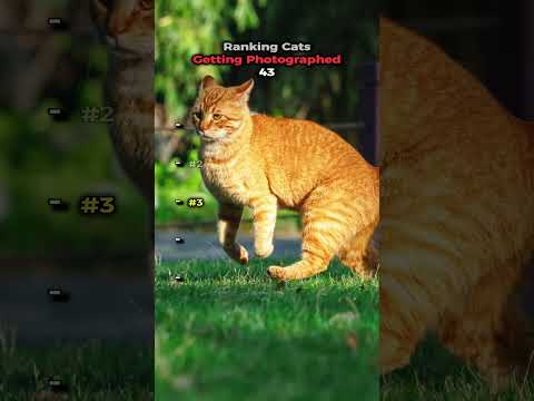 Ranking Cats Getting Photographed 43 📸🐱