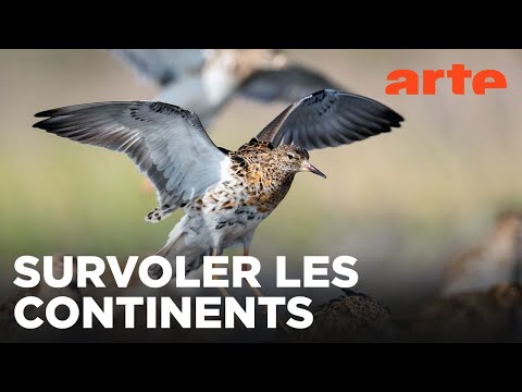 Oiseaux migrateurs : sur les ailes du voyage | ARTE Évasion