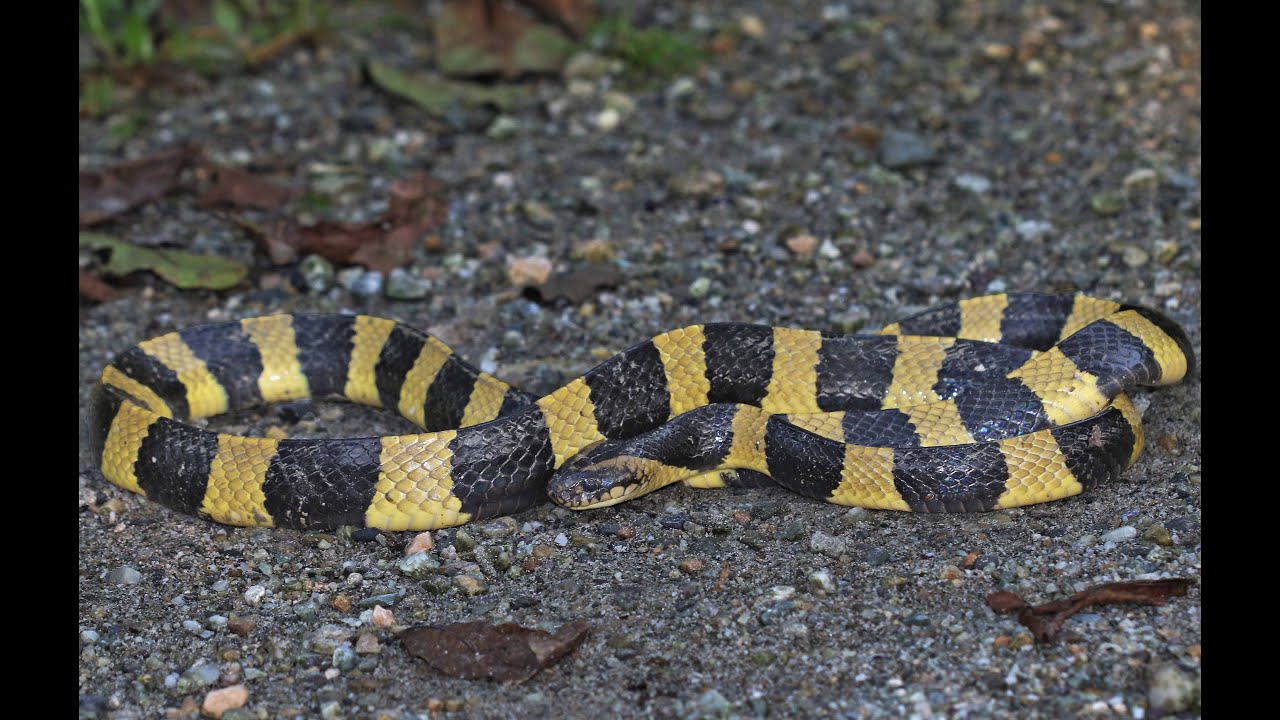 Rescue of a Banded Krait in Malda, West Bengal