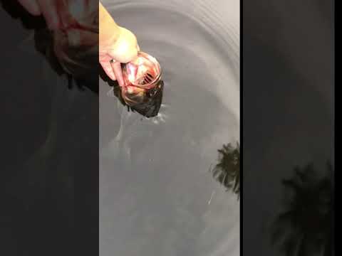 Catch and release Largemouth Bass