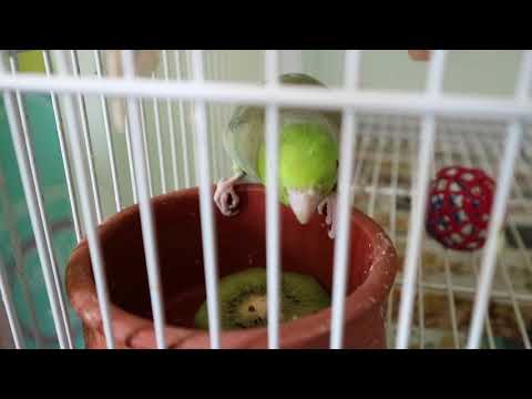 parrotlet Μιχάλης Βλάχος EL198