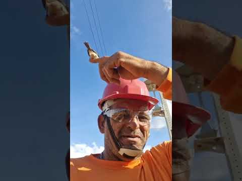 amizade entre um homem  e um passarinho 🤩🥰 #passaros #petsfofinhos #aves