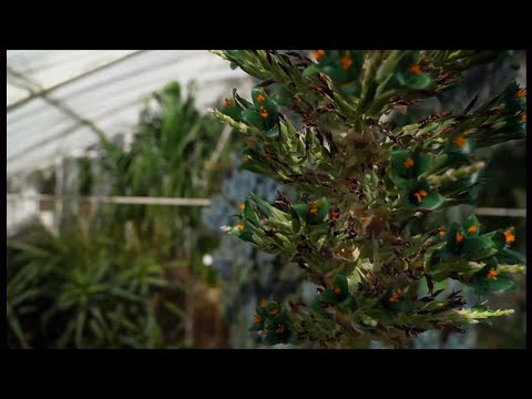 Birmingham Puya alpestris blooms for first time in a decade (UK) 16/April/2024