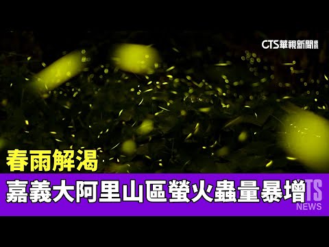 春雨解渴　嘉義大阿里山區螢火蟲量暴增