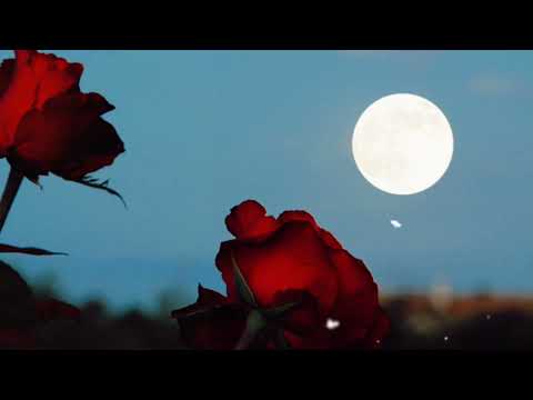 Ayın Güle Serenadı | Nurullah Genç | Mehmet ŞEN