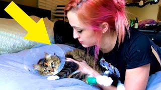 My Kitty Cat Needed Emergency Surgery :(