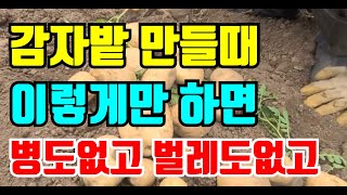 감자밭 만들기 이렇게만해도 병없이 벌레없이 주렁주렁 달립니다.