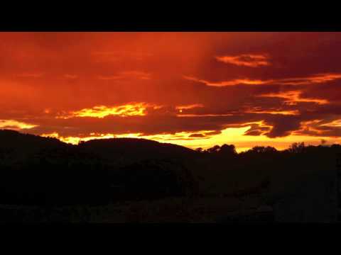 Vineyard worship - Psalm 52 - Olive Tree - Fin Miller