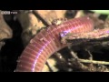 The Amazing World Of Earthworms In The UK - Springwatch - BBC Two