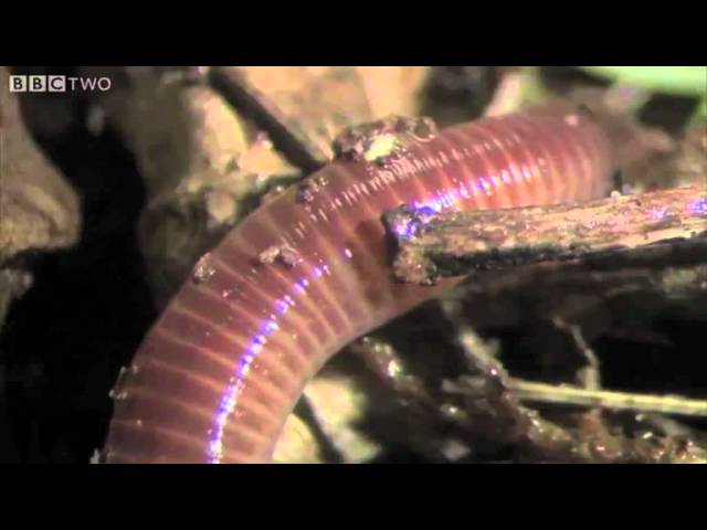 Video Pronunciation of earthworms in English