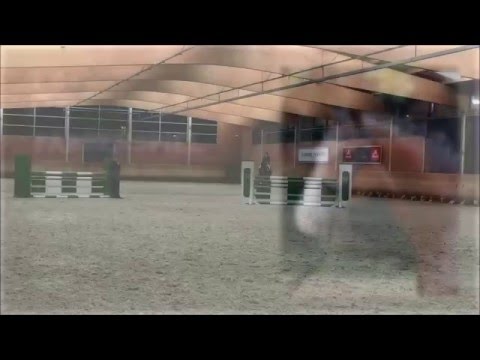 FARBENSPIEL bei der Landgestüt-Hengstschau in Wickrath 2016