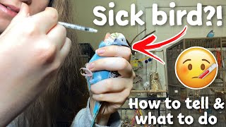 How to Tell if Your Bird is Sick & What to Do! | My budgie has a crop infection