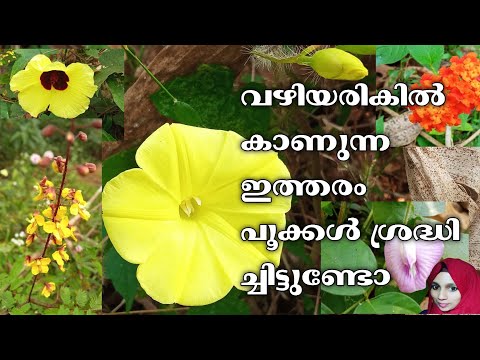 Familiar Flowers with name |Gardening malayalam |Rabizworld