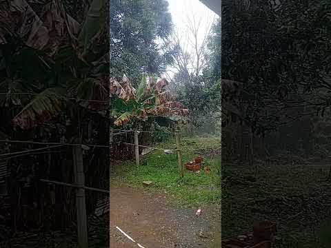 Tarde de chuva no interior de Quitandinha-Pr