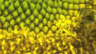 Brenton Duvall- Phone Rings Goodbye (Long Edit)