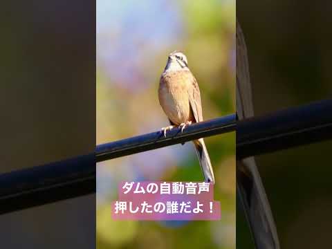 IUCN分類における絶滅の危険性を示す図。