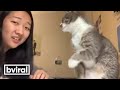 Girl S Cat Smacks Her In The Face When She Tried To Talk To Him