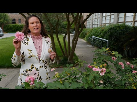 Get It Growing: How to stop thrips from destroying your rose blooms