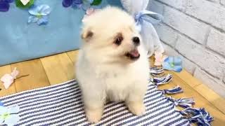 ポメラニアンの動画01